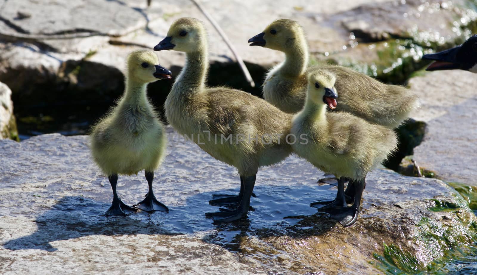 Beautiful photo of four small chicks of the Canada geese on the rock shore