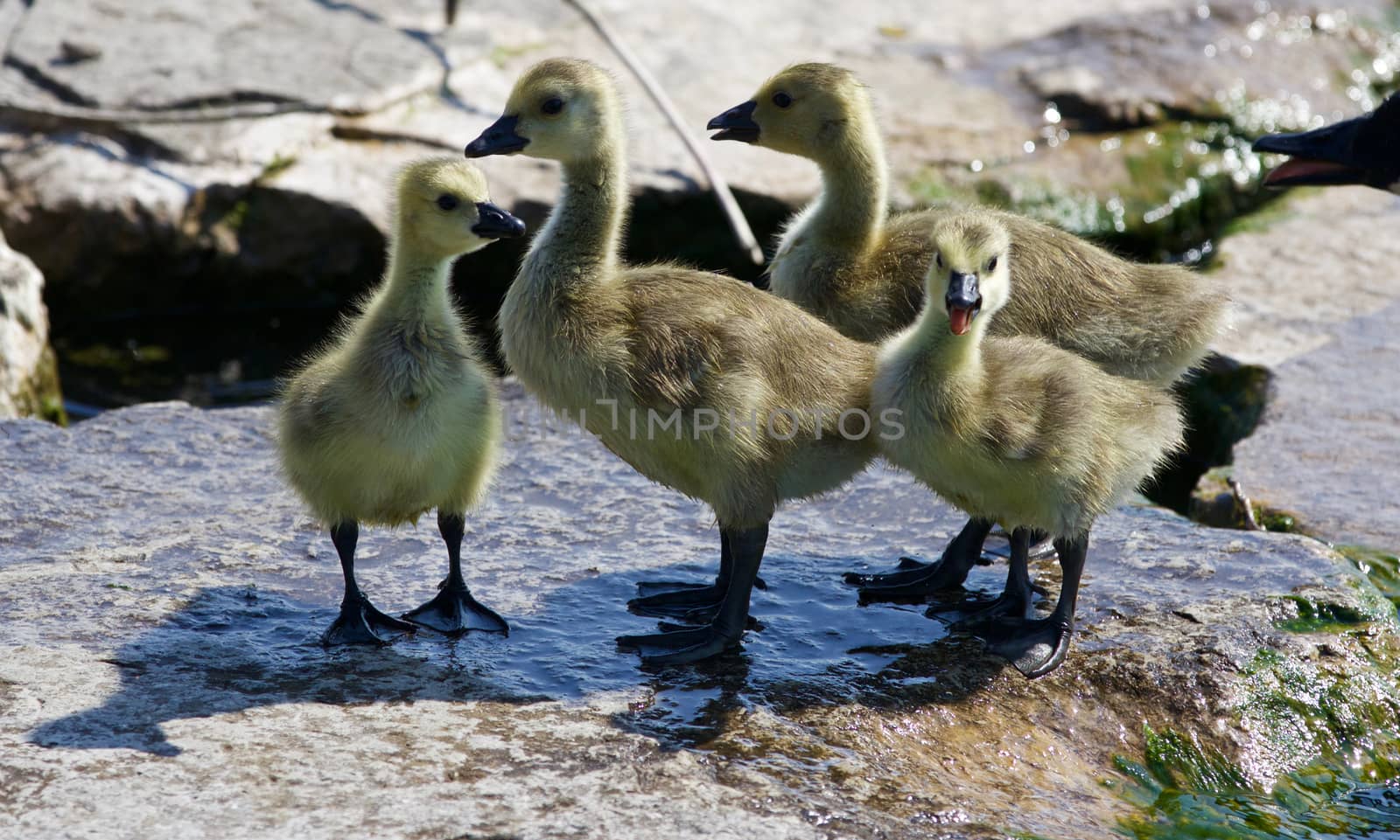 Beautiful isolated photo of four small chicks of the Canada geese by teo