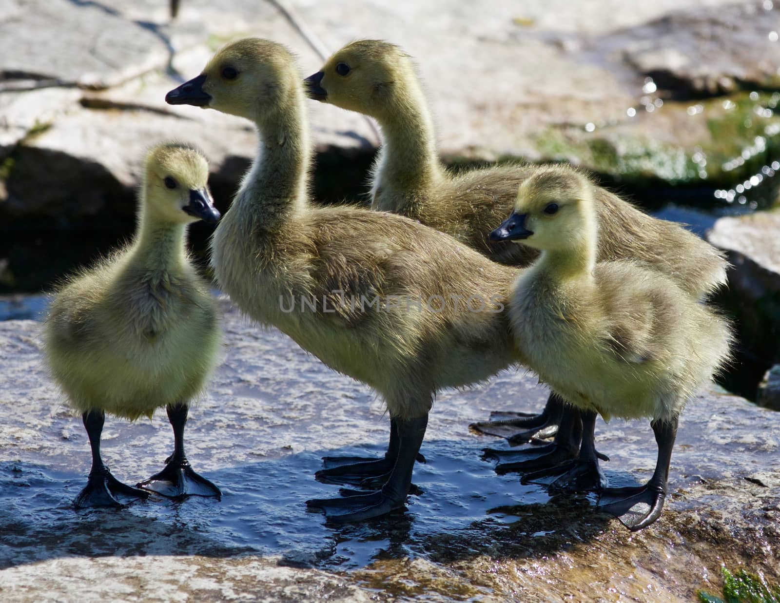 Beautiful photo of four small chicks of the Canada geese