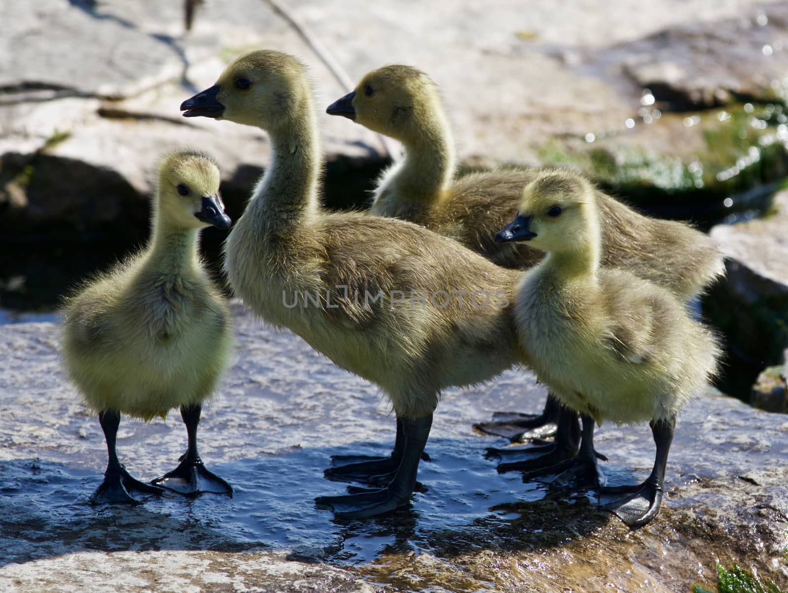 Beautiful photo of a group of the small chicks of the Canada geese