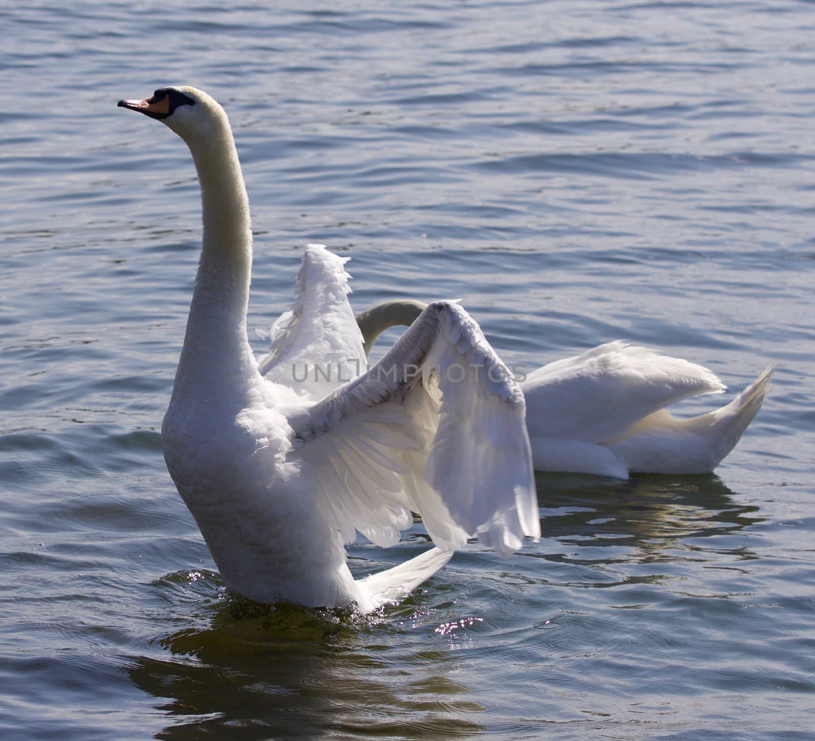 Beautiful photo of the swan with the opened wings in the lake