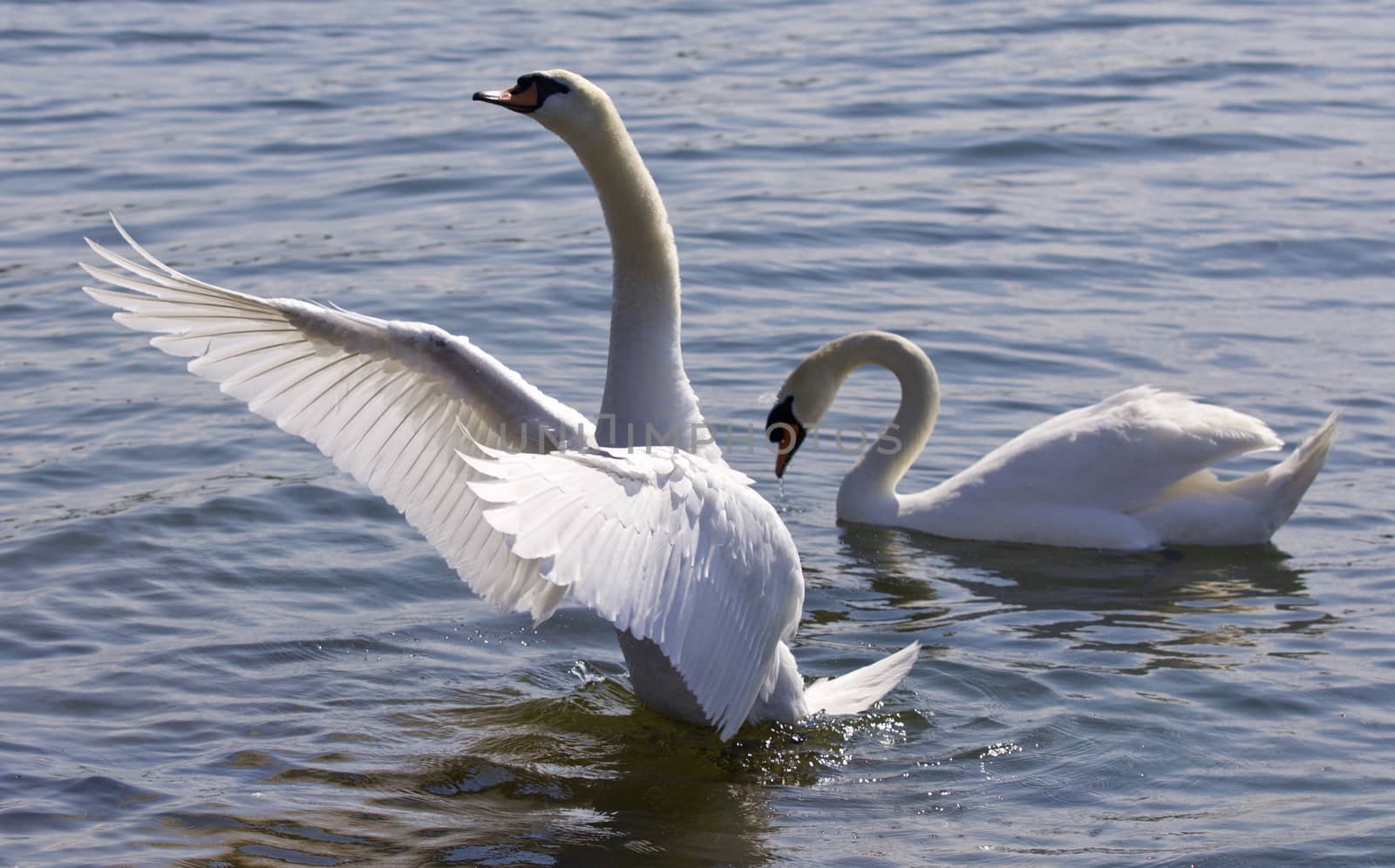 Beautiful isolated photo of the swan showing his wings in the lake by teo