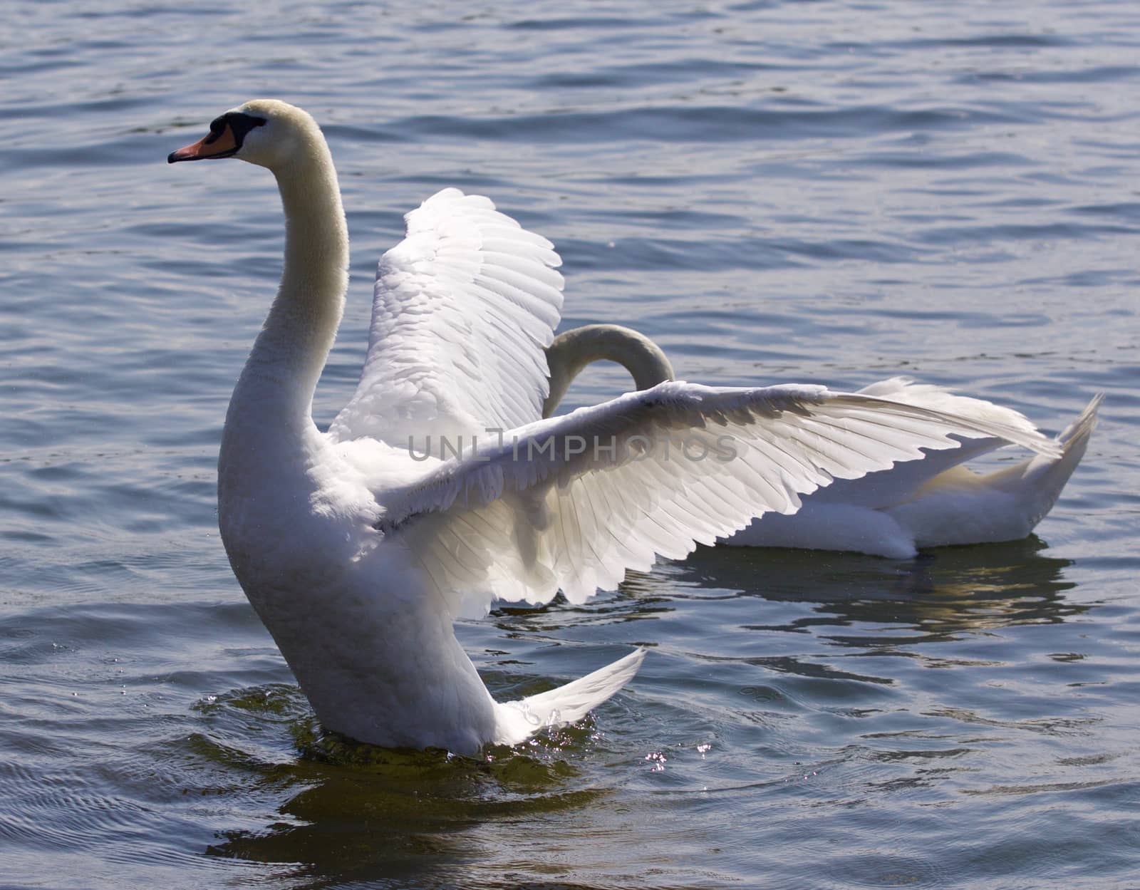 Beautiful isolated image with the swan showing his wings in the lake by teo
