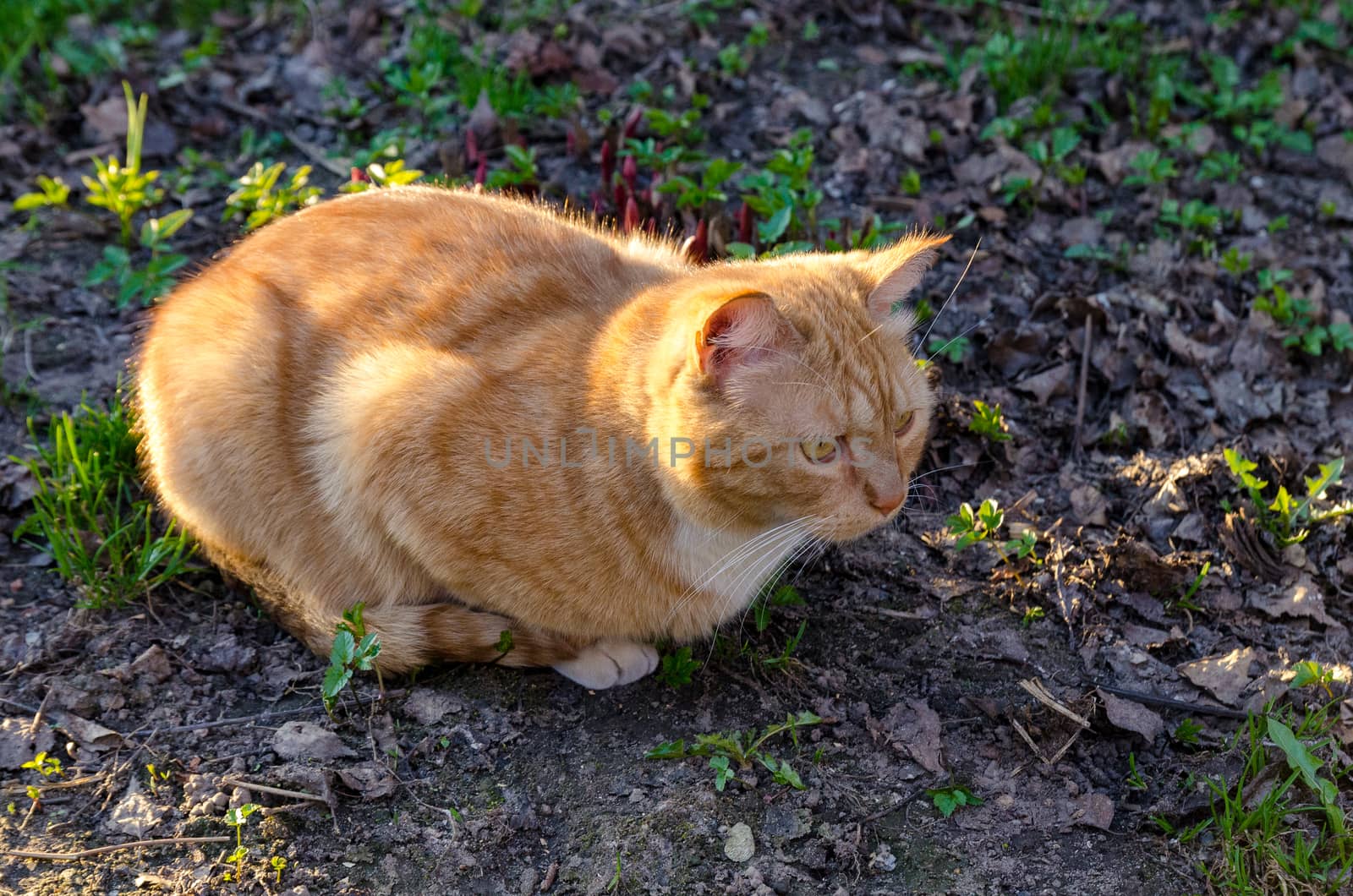 Cat pet close up outdoor posing carefully look into the lens