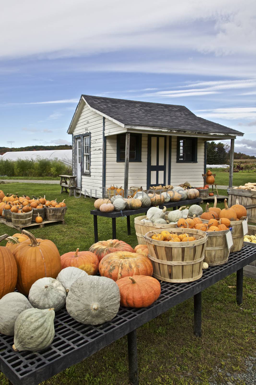 Pumpkins crop for sale, Farming, USA