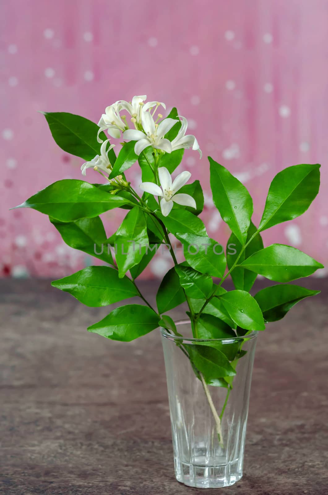 white orange jasmin flowers with green leaves in glass