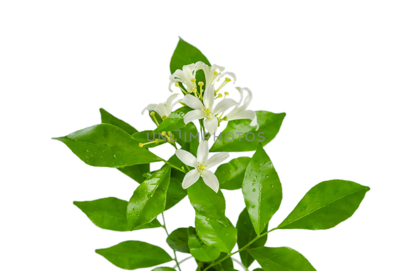 orange jasmin flowers white green leaves over white background