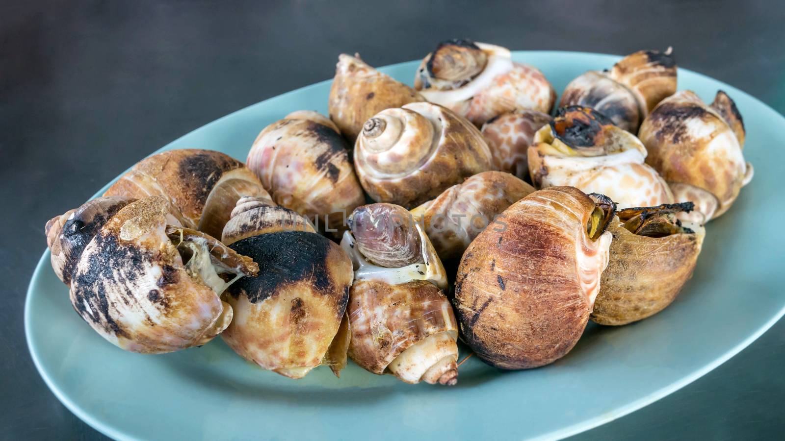 close up grilled spotted babylon on dish