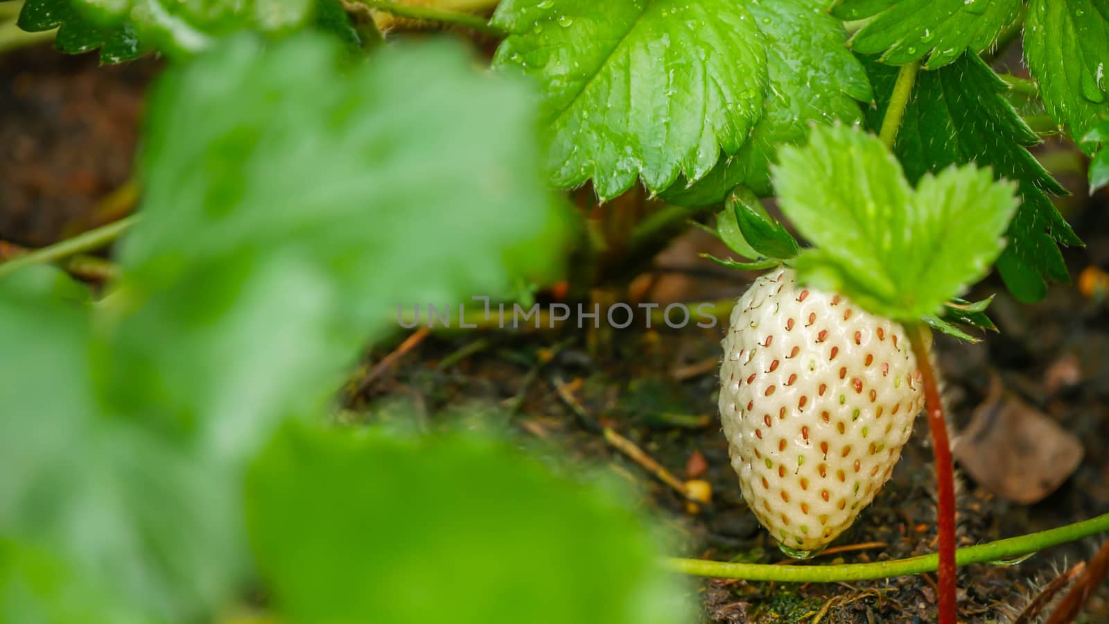 Raw Strawberry with green leaves in organic farm , selective focus