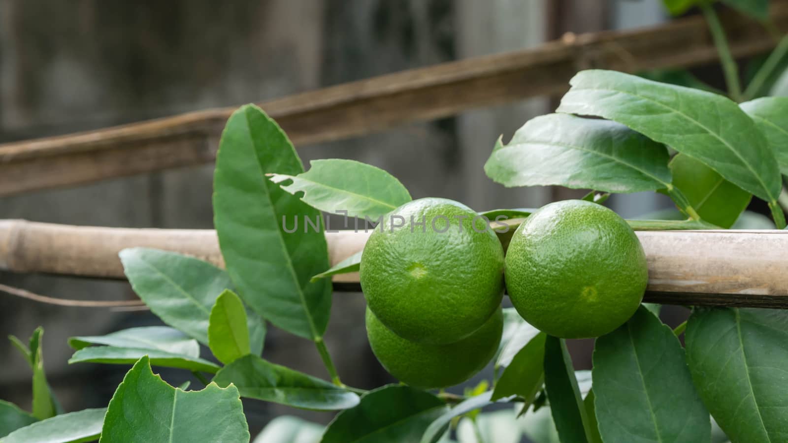 Lime green tree hanging from the branches of it