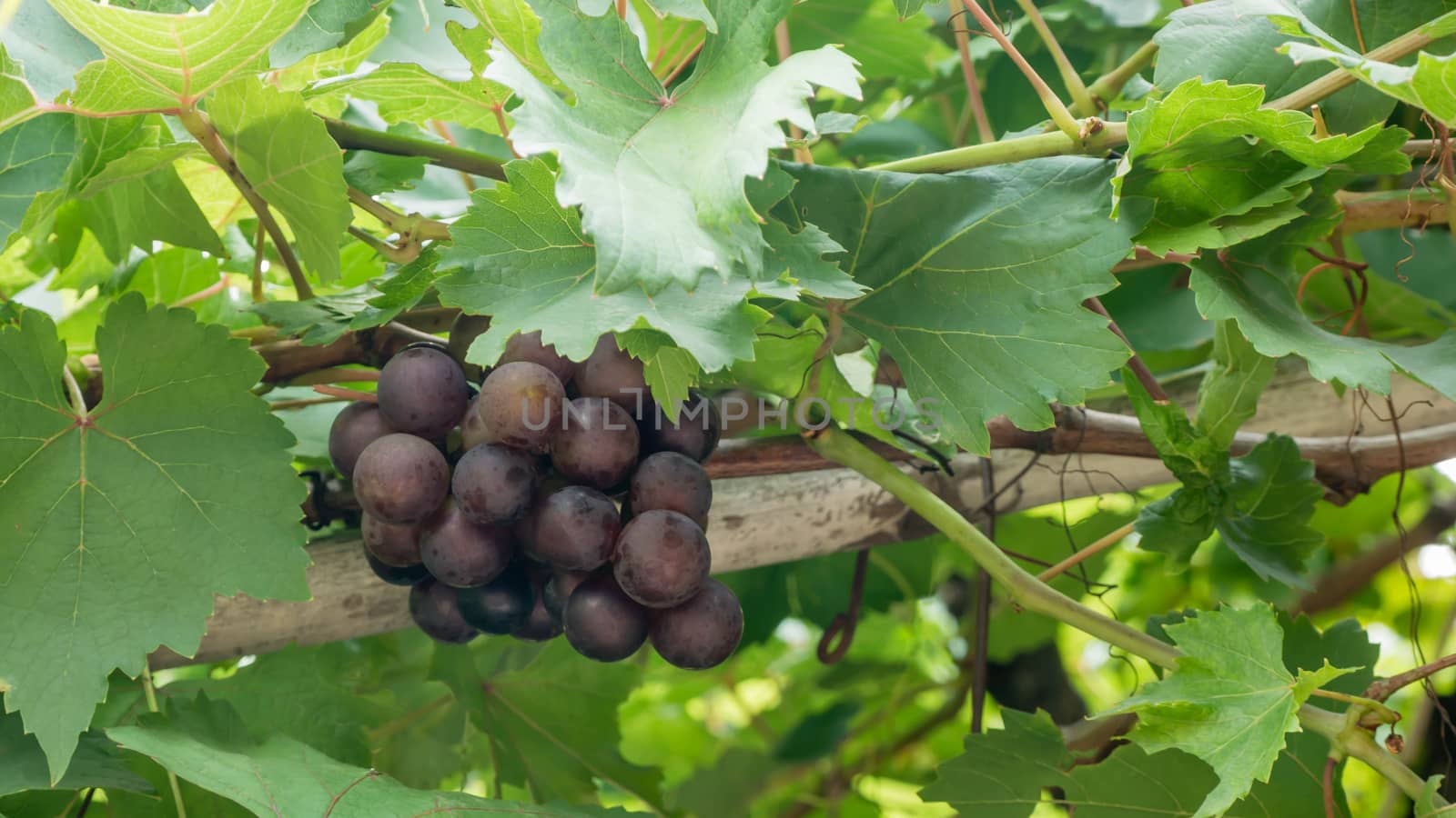 Purple red grapes with green leaves on the vine