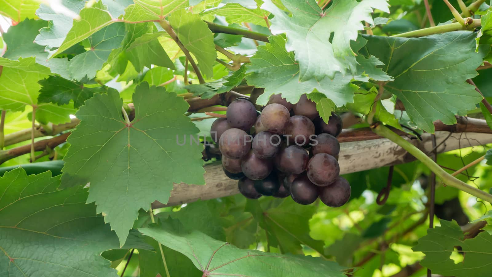 Purple red grapes with green leaves on the vine