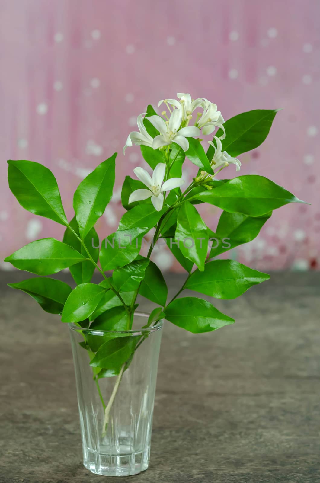 white orange jasmin flowers with green leaves in glass