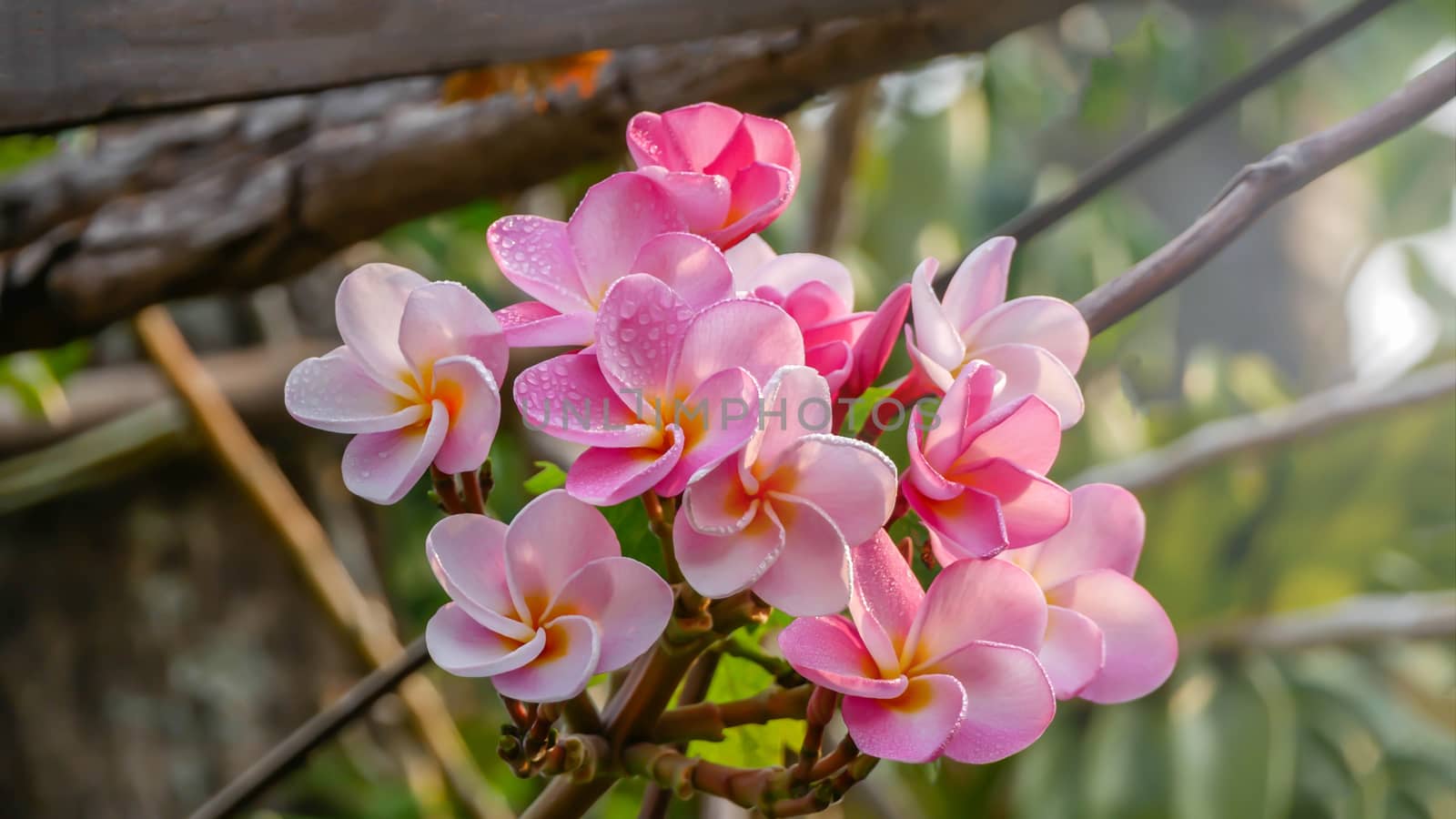 Bunch of pink Frangipani, Frangipanni, or plumeria tropical flowers