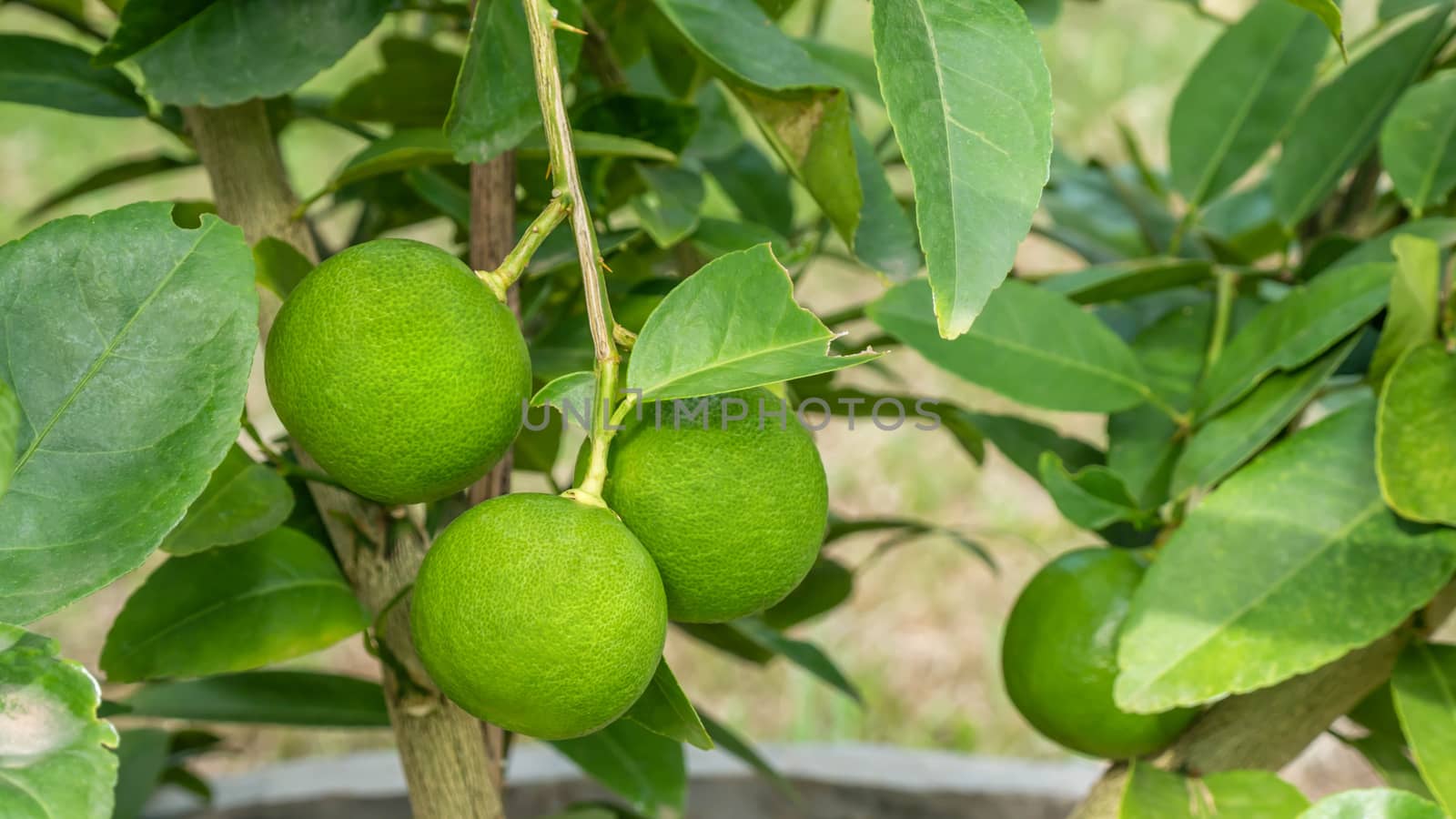 Lime green tree hanging from the branches of it