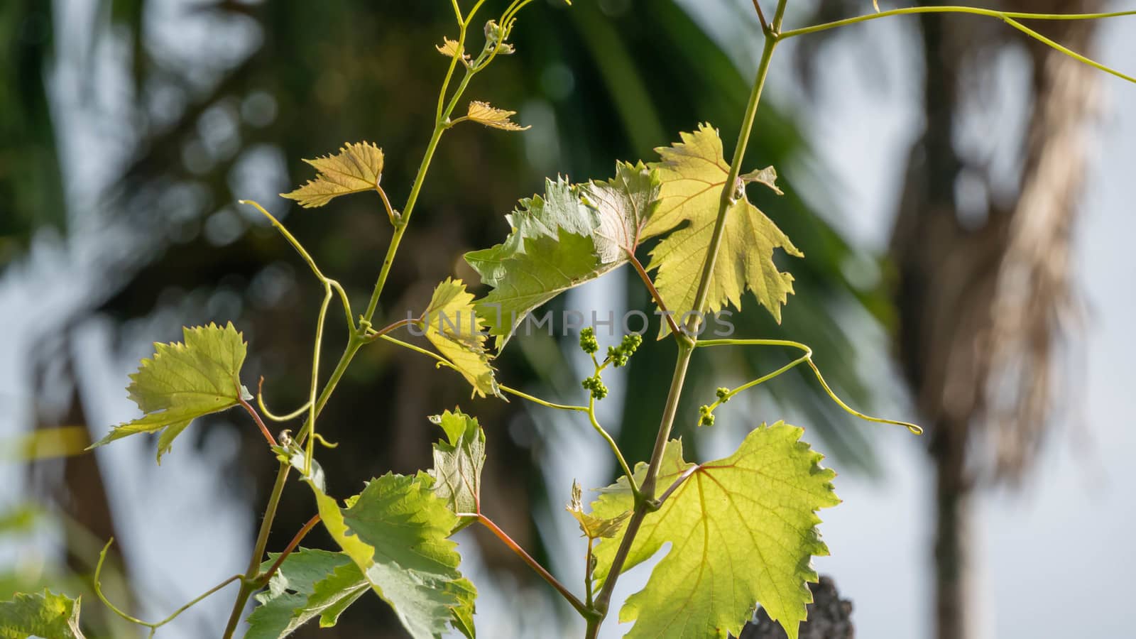 Young green grape with leaves in the vineyard