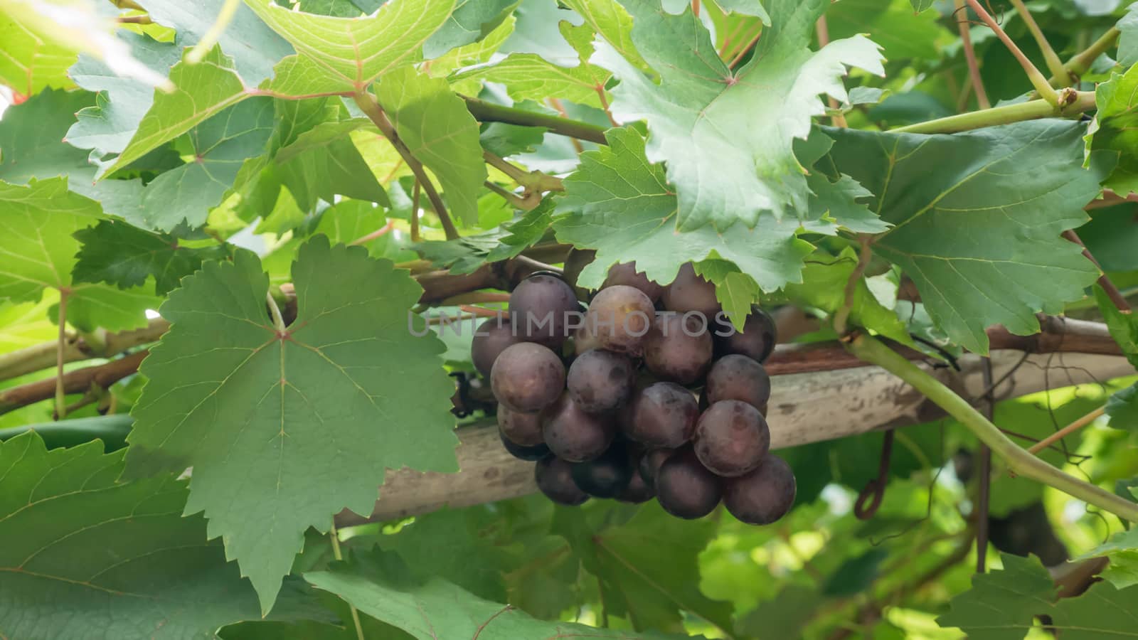 Purple red grapes with green leaves on the vine