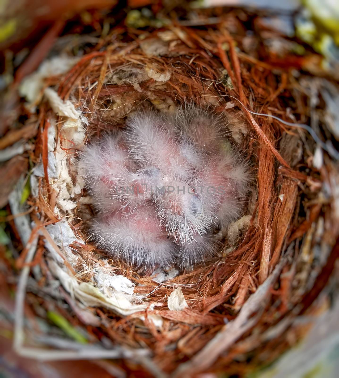 A couple of days old house finch babies sleeping in the nest.