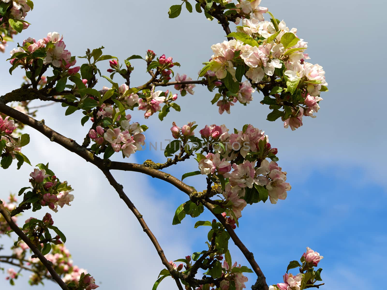 Blooming apple tree branches by Ronyzmbow