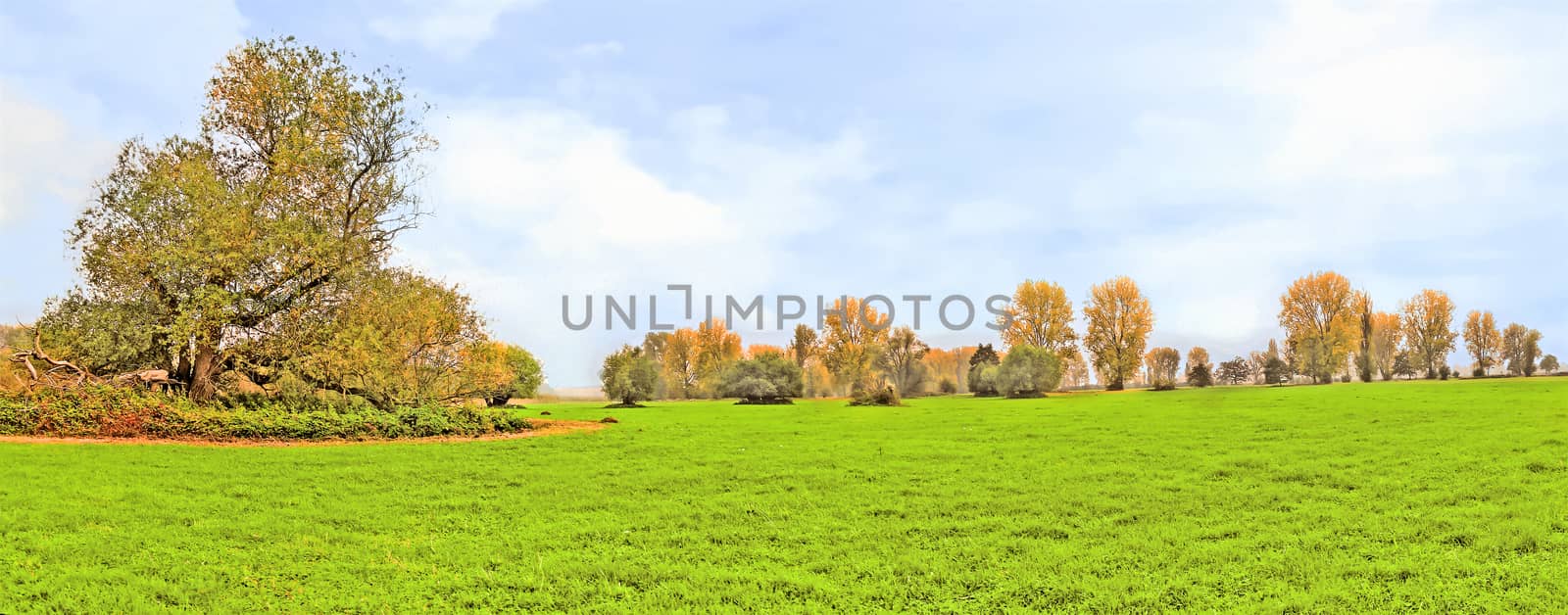 idyllic meadow with trees on a sunny foggy day