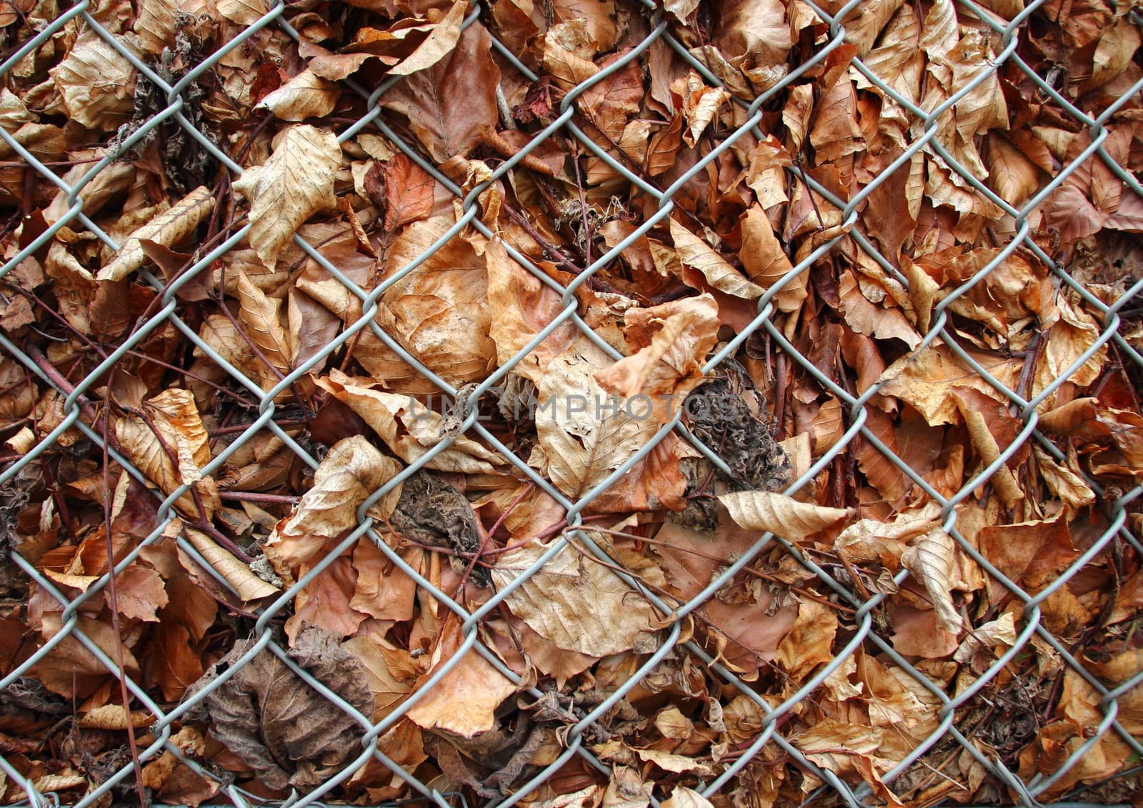 Autumn dead leaves behind metal grid fence by HoleInTheBox