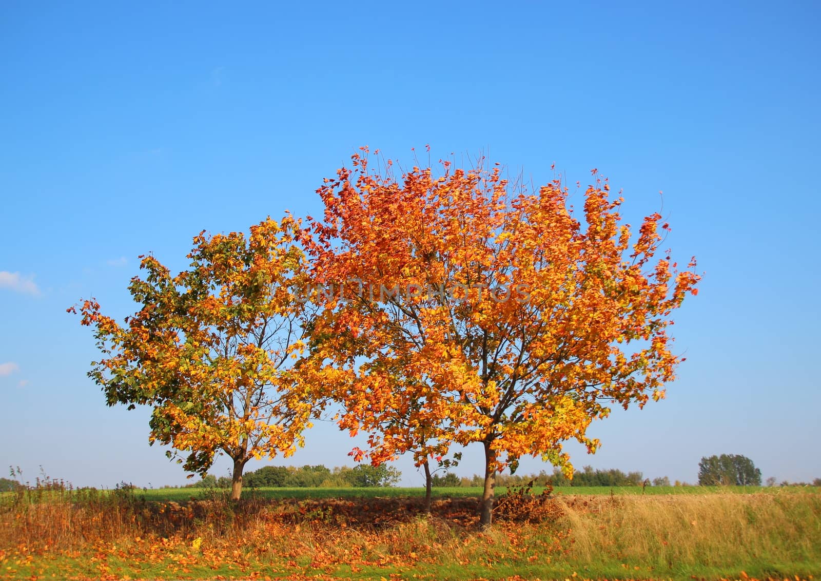 Autumn tree on hill top with fresh color