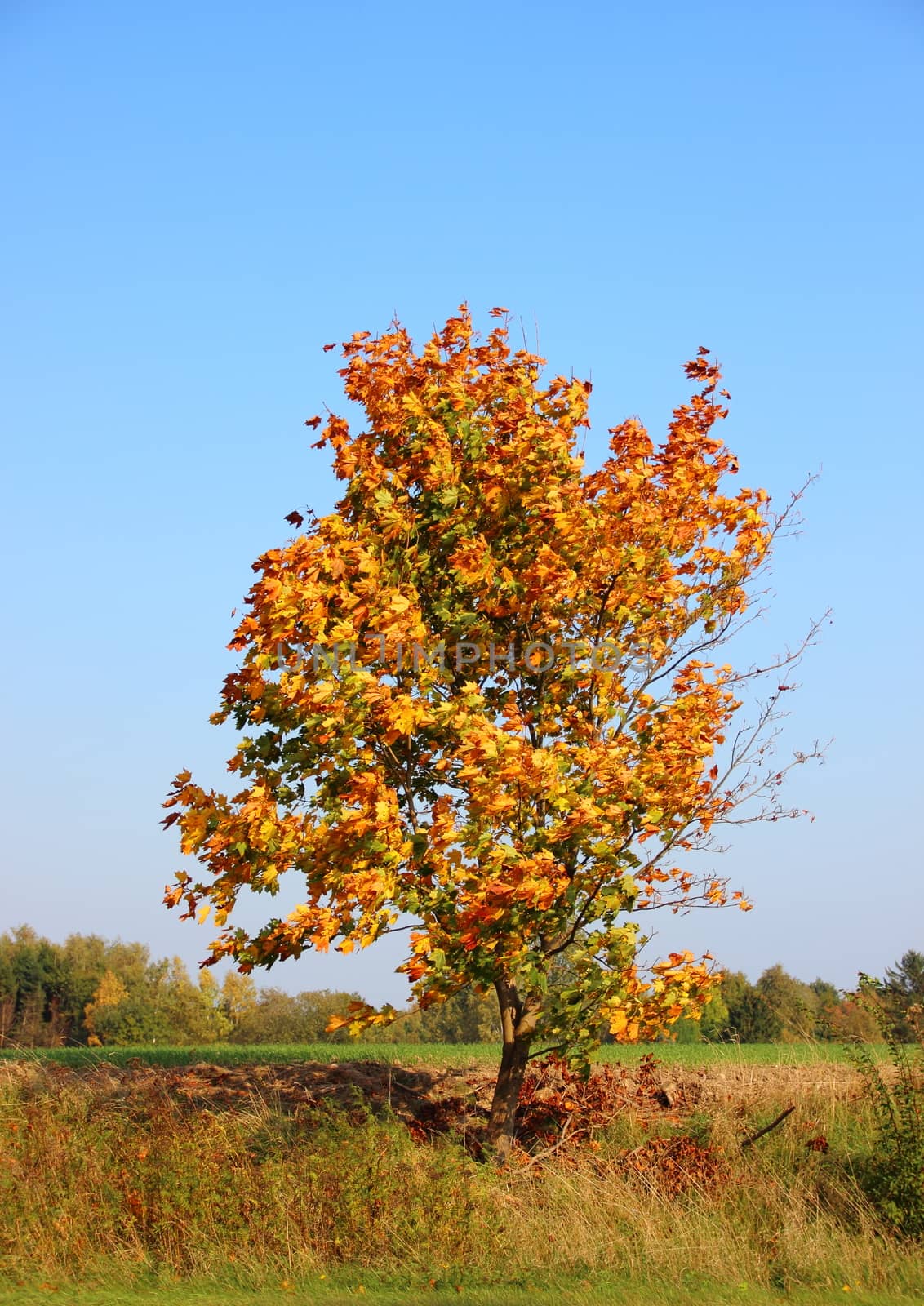 Single autumn tree on hill top with fresh color