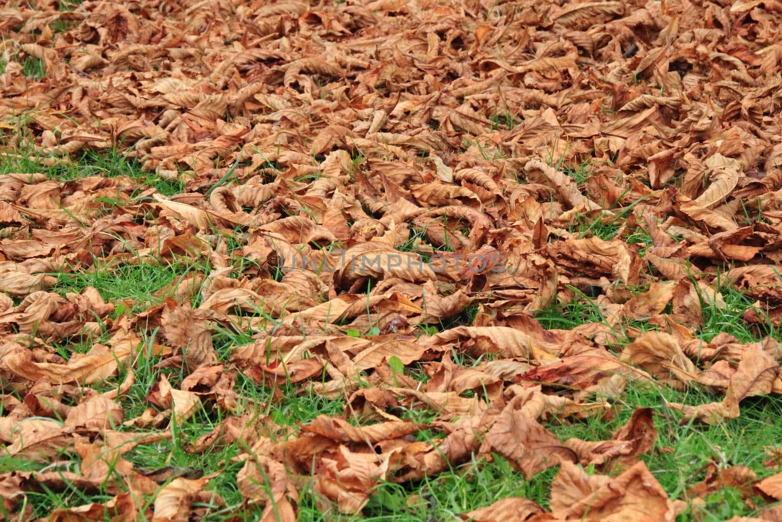 Perspective of brown dead autumn leaves on green grass