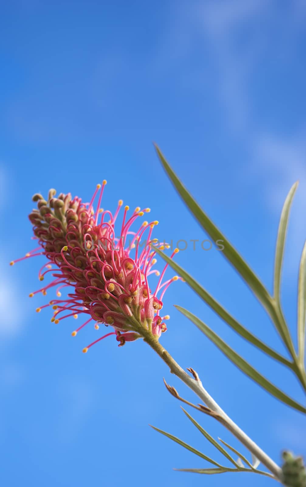 Grevillea species an Australian Wildflower  by sherj