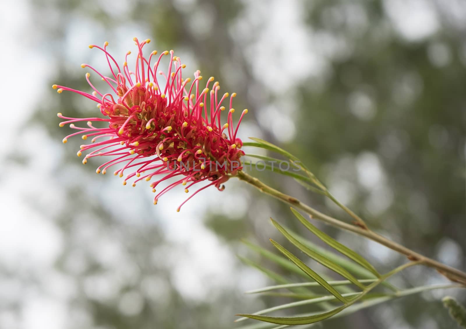 Typical flower head of Australian native wildflower Grevillea species