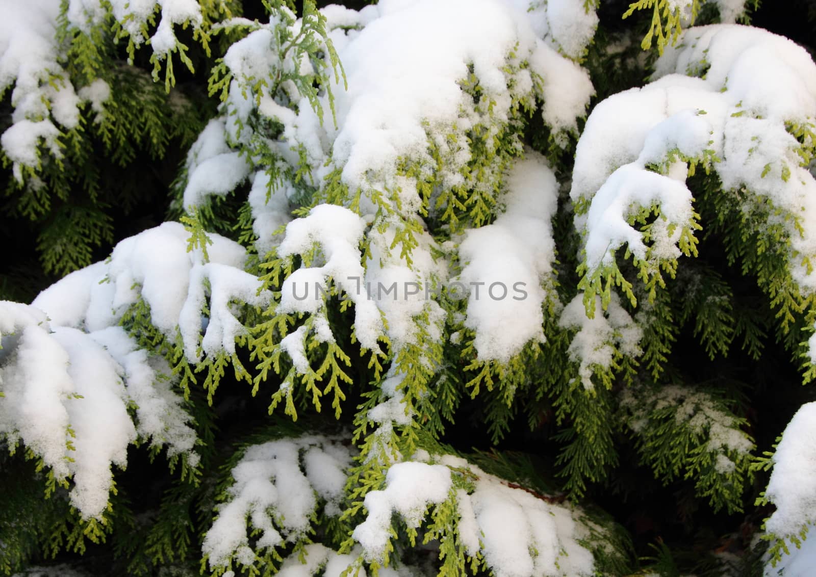 Snow covered evergreen thuja branch in winter