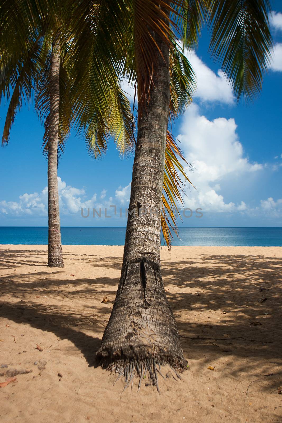 Beach of Grande Anse, Deshaies, Guadeloupe island