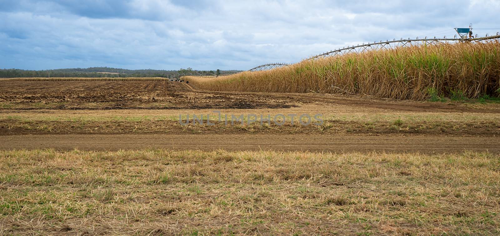Australian Sugarcane Farm with harvested field and a field of sugar cane growing ready for harvest in winter