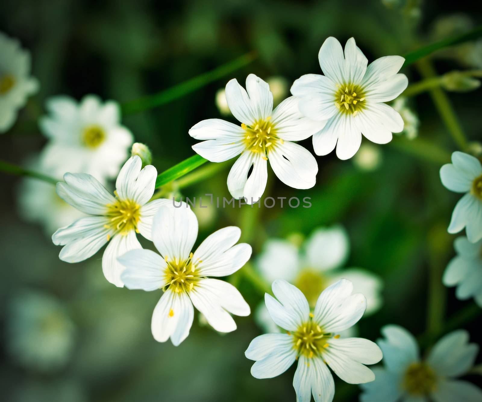 retro Summer background with white florets