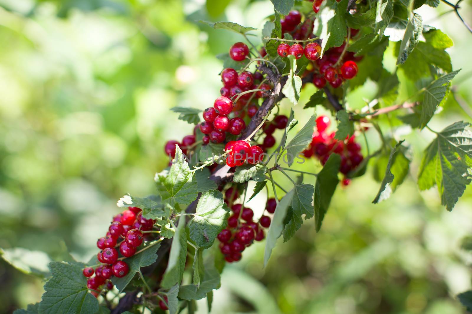 Ripe red berries on a branch in the country