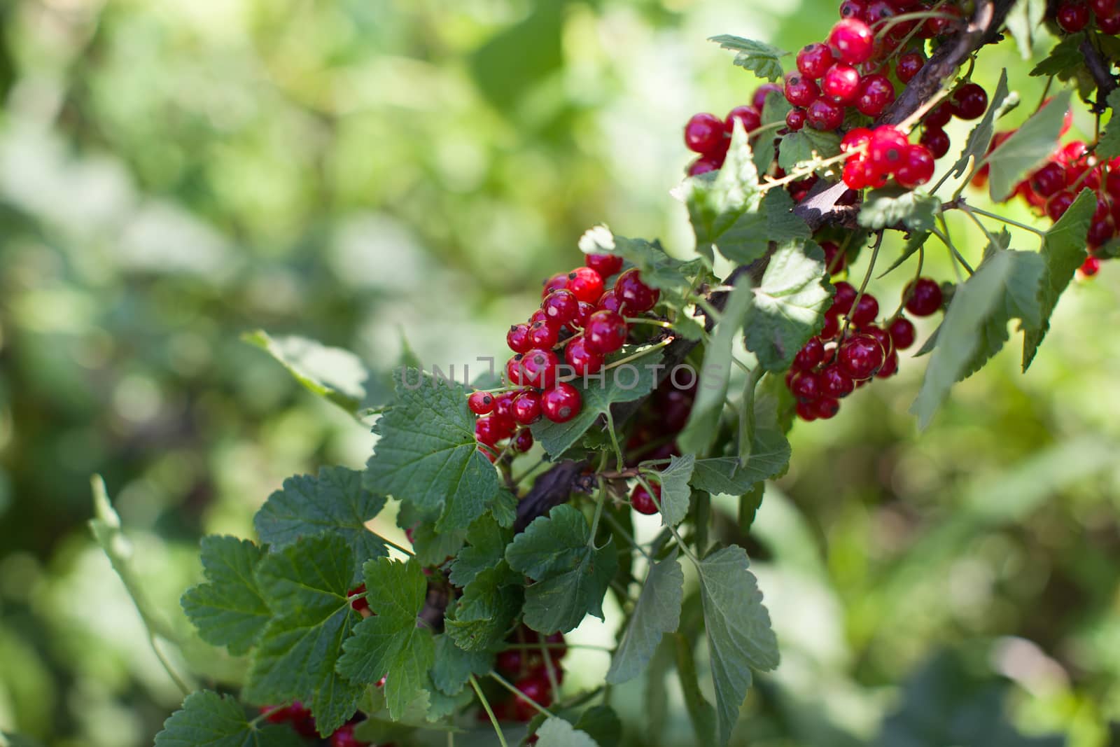 Ripe red berries on a branch in the country