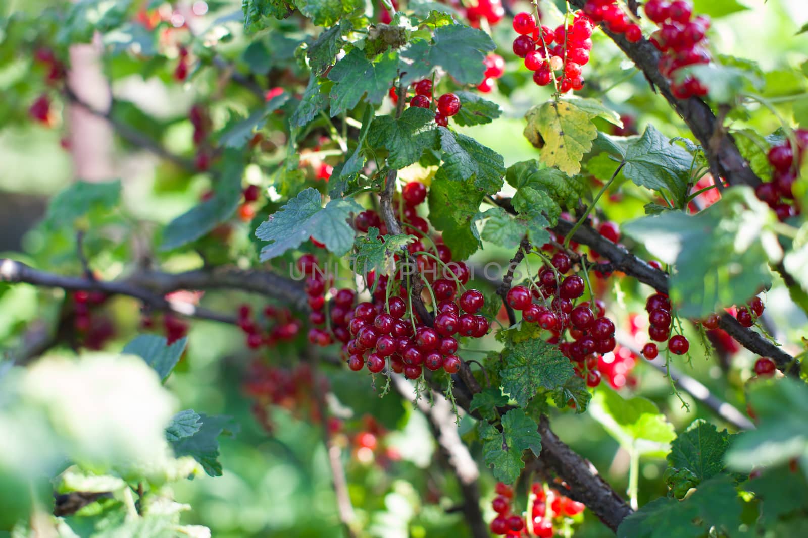 Ripe red berries on a branch in the country