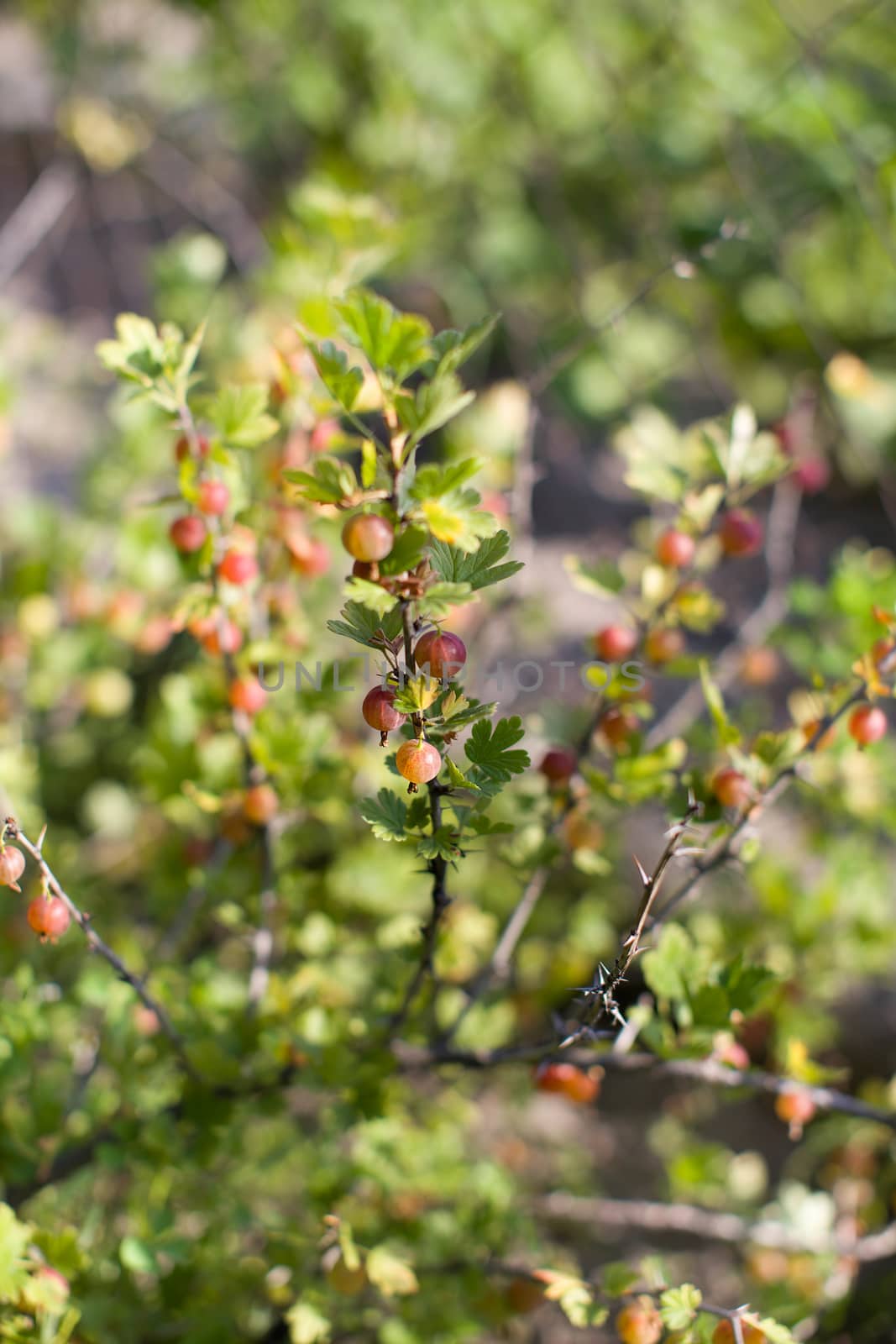 Ripe red berries on a branch in the country