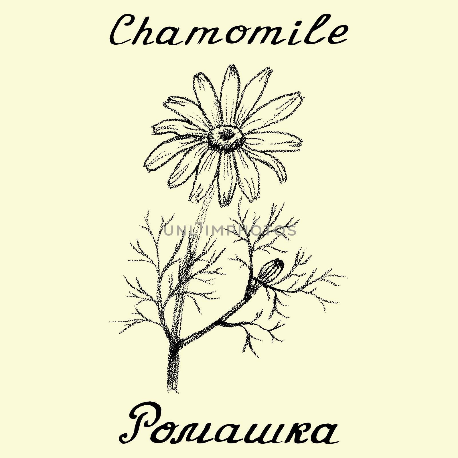 Chamomile. Drawing and hand-lettering by Julia_Faranchuk