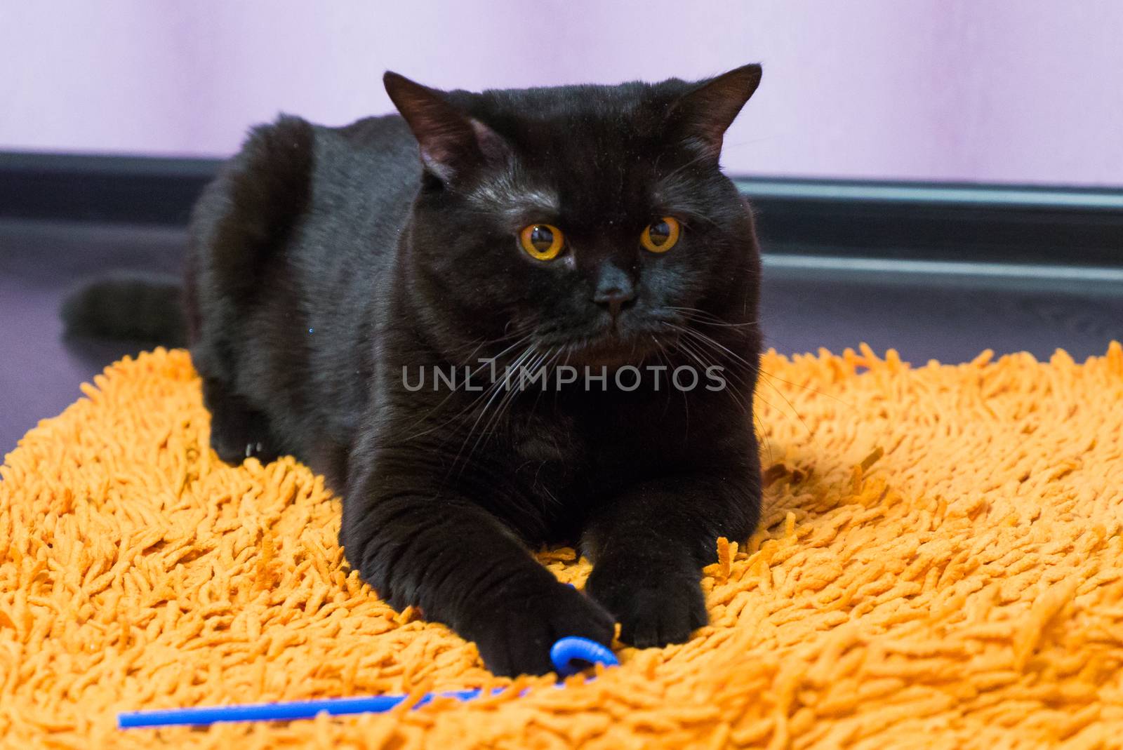 Black British cat with orange eyes follows and hunts a toy