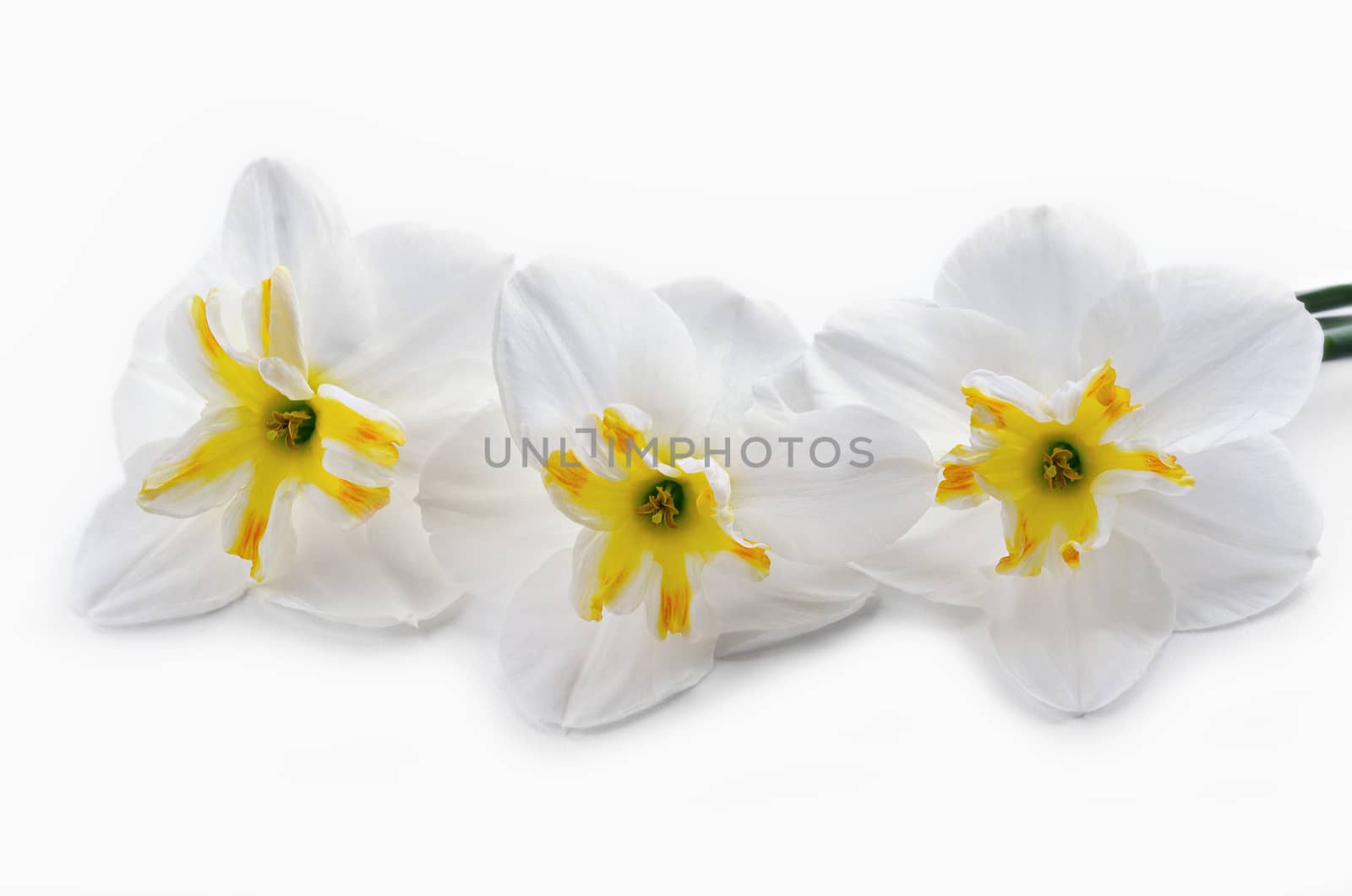 Flowers, lie on a white background by Gaina