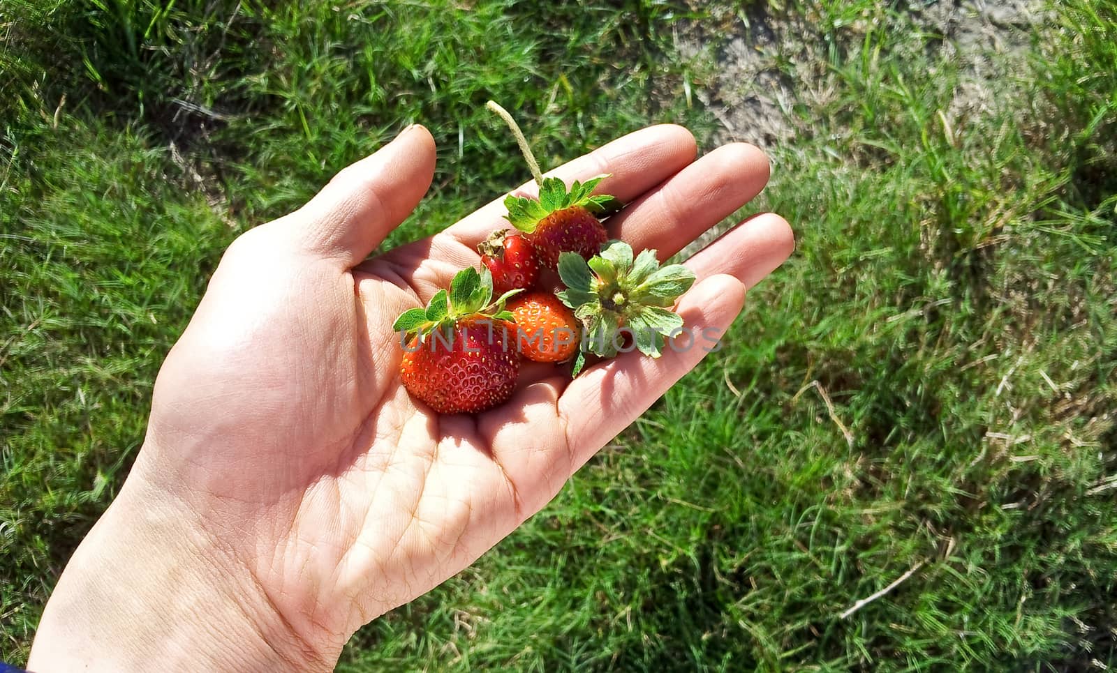 Strawberry in hand by yayalineage