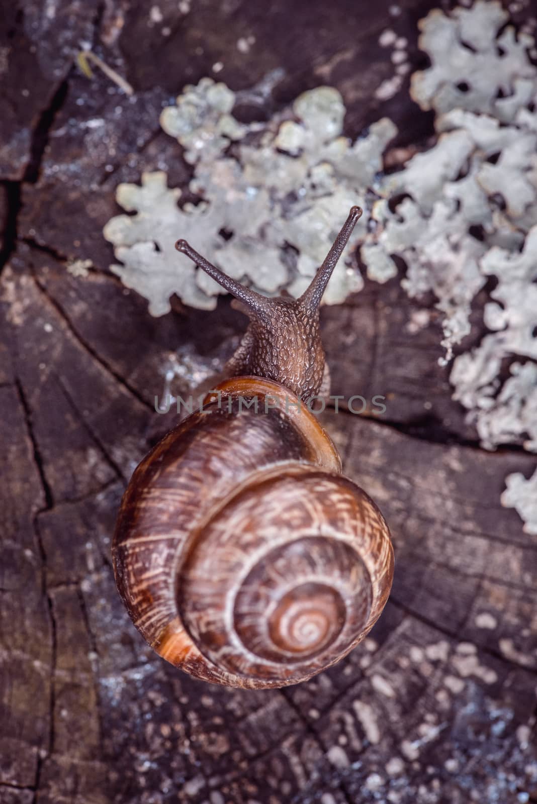 Grape snail crawling along the path on tree trunk in the garden Top view by skrotov