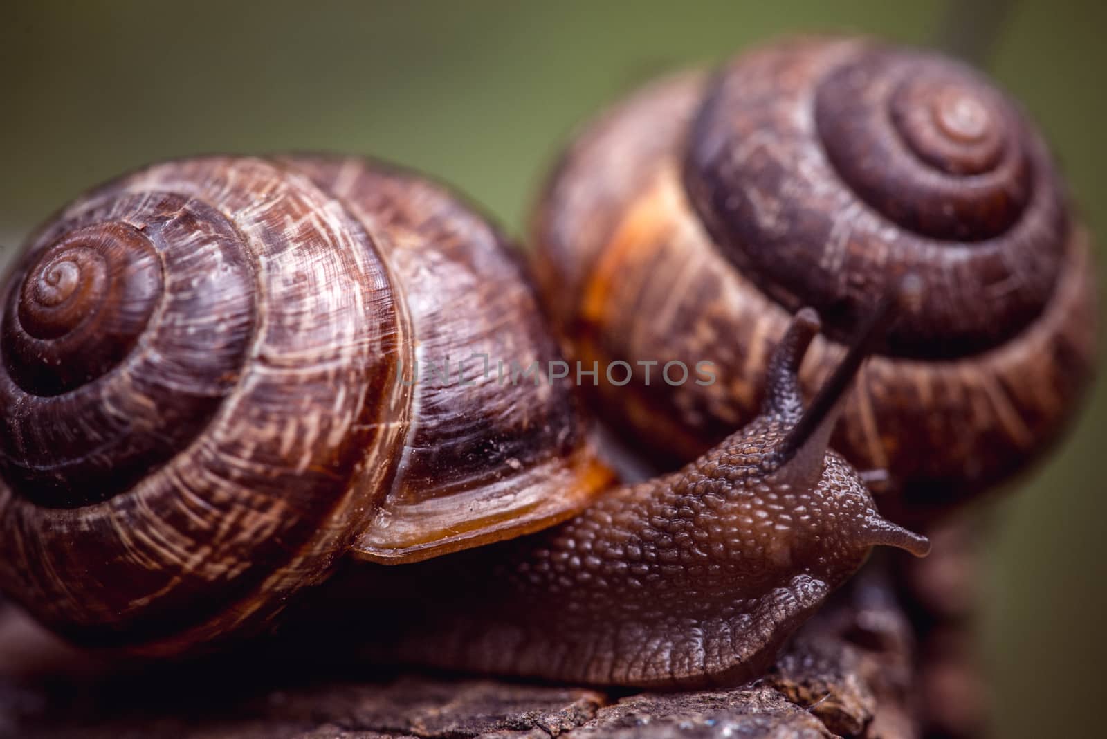 Couple of Grape snails crawling along the path in the garden.