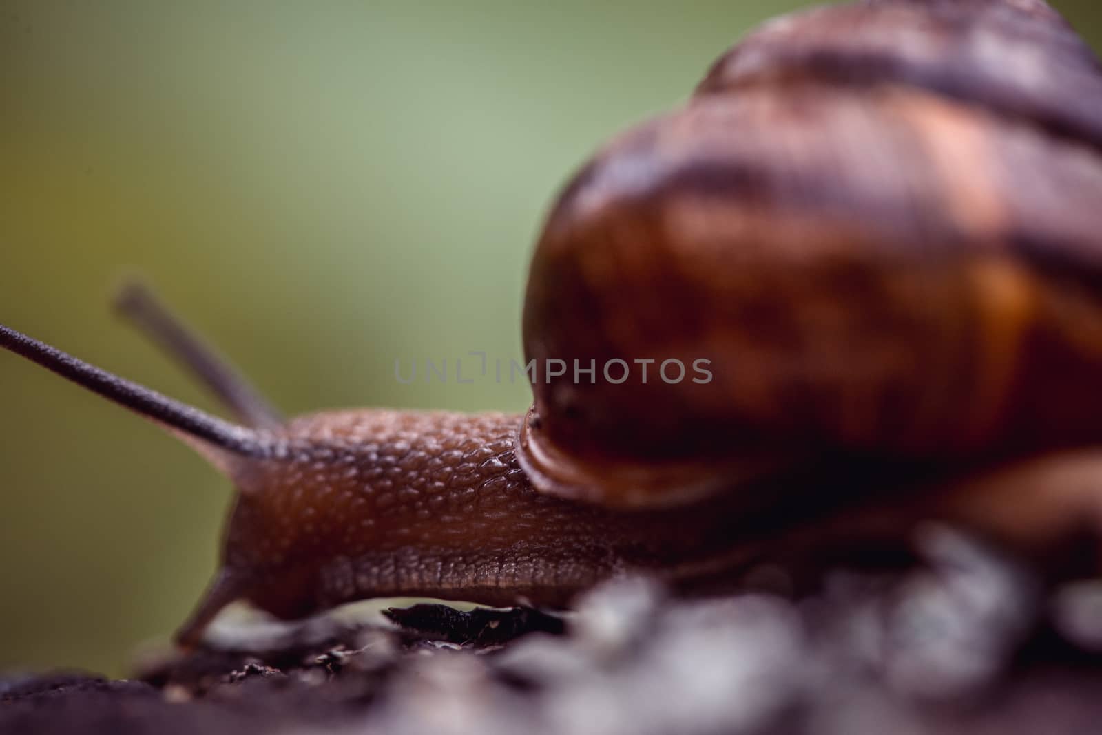 Grape snail crawling along the path on tree trunk in the garden by skrotov