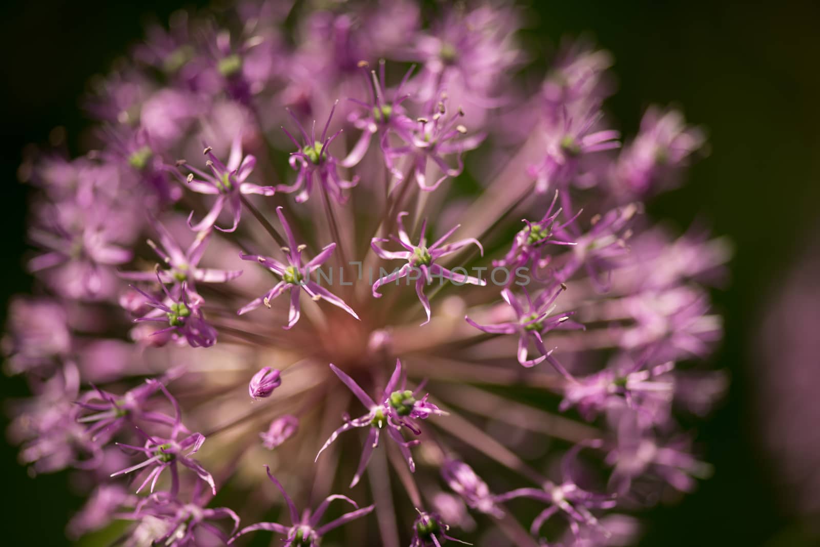 flowering garlic close-up by skrotov