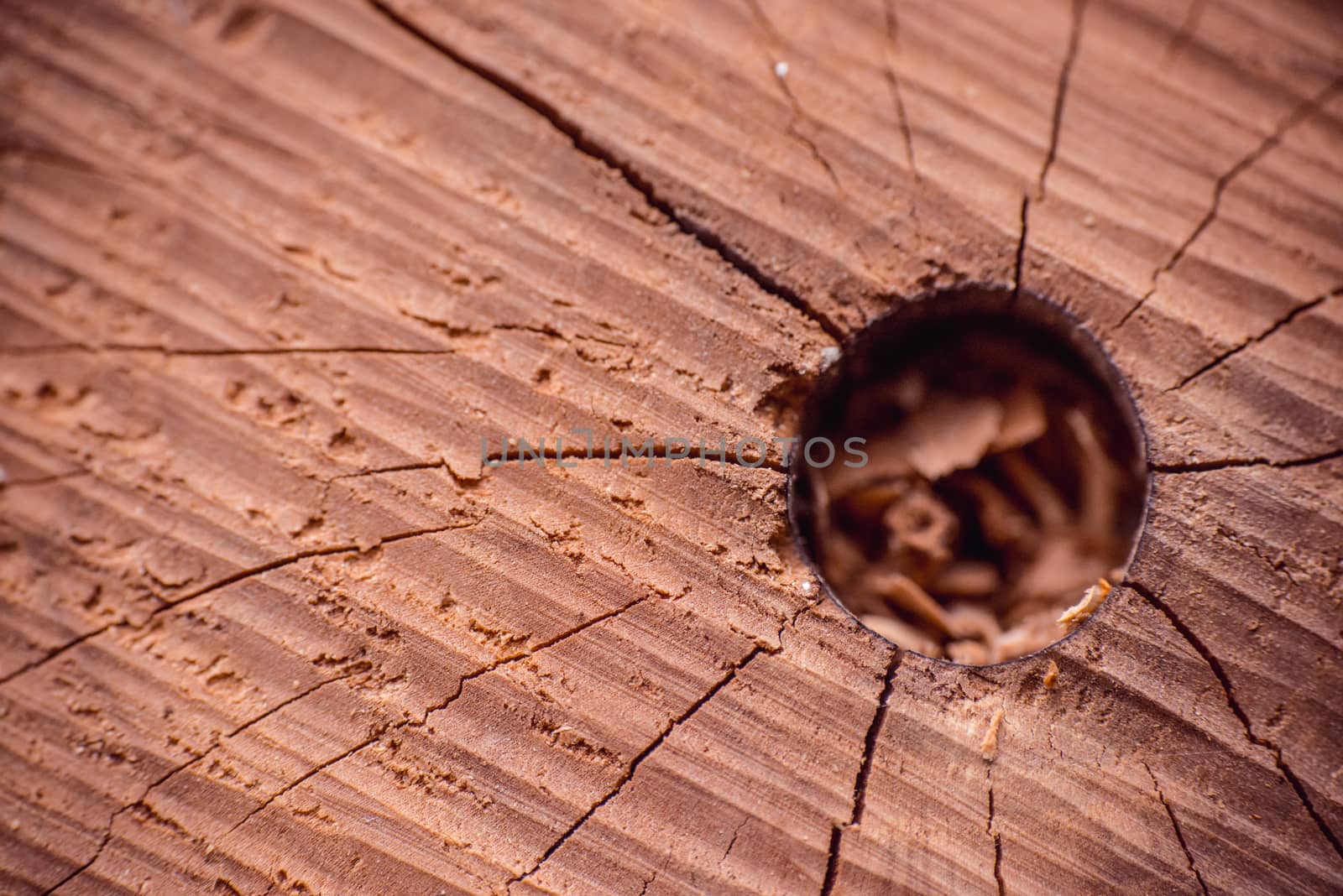 Cracked Wooden stump texture top view.