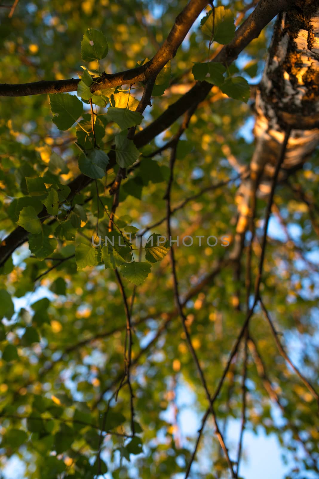 Birch branches with leafs look up. Summer scene