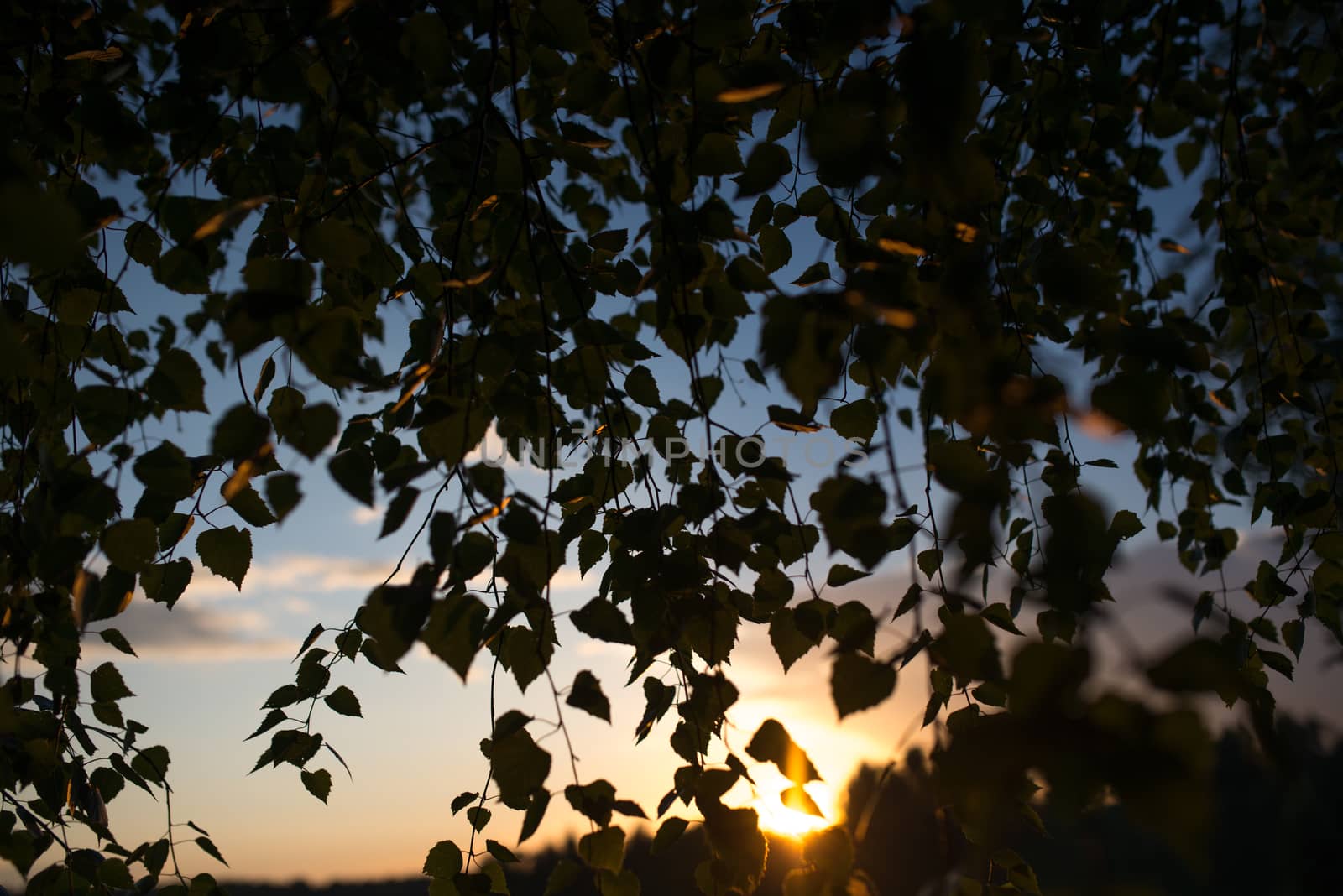 Birch branches against a background of evening sky with clouds by skrotov