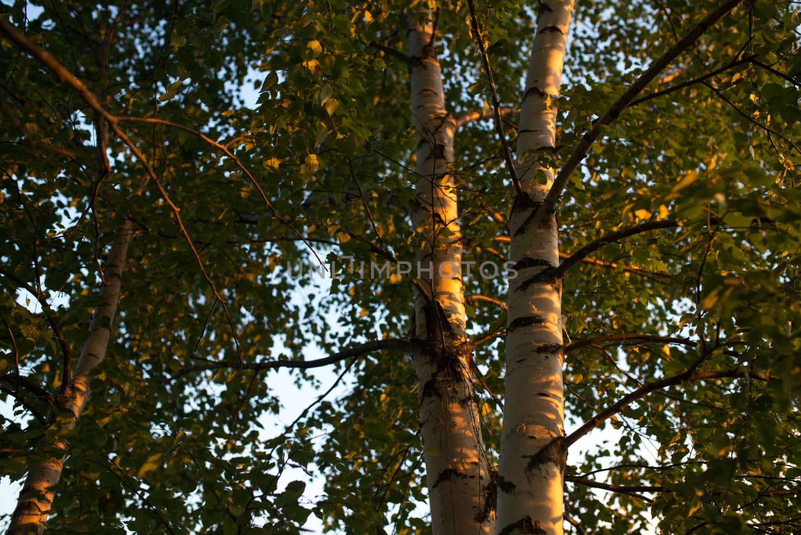 Birch branches and trunk with leafs look up. Summer scene